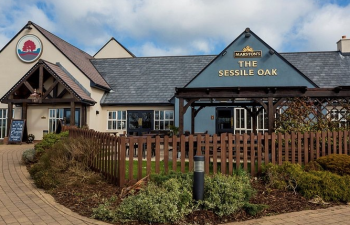 picture of The Sessile Oak